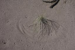 Wind and sand [sun may 10 10:04:59 mdt 2020]